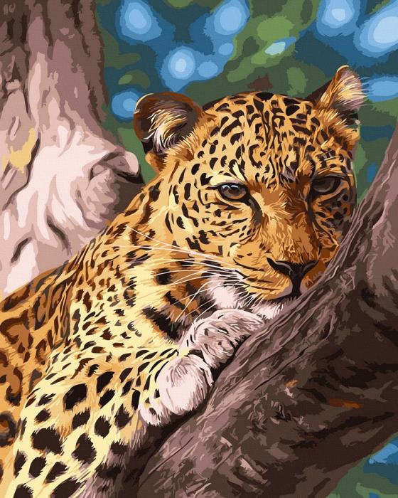 piešimas su skaičiais tapyba pagal numerius -   Leopardas atostogauja 40x50 cm + Medinis Rėmas