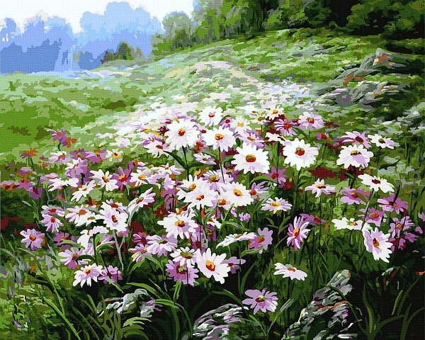 Moteriškas piešimas su skaičiais tapyba pagal numerius -   Daisy Meadow 40x50 cm + Medinis Rėmas