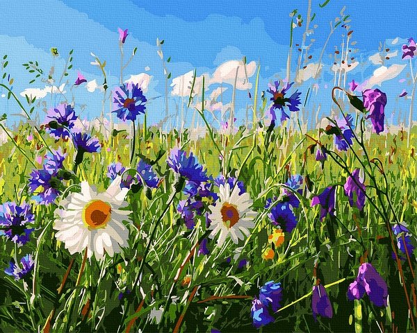 Moteriškas piešimas su skaičiais tapyba pagal numerius -   Laukinių gėlių laukas 40x50 cm + Medinis Rėmas
