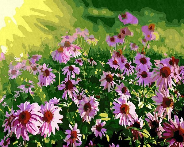 Moteriškas piešimas su skaičiais tapyba pagal numerius -   Laukinės ramunės 40x50 cm + Medinis Rėmas