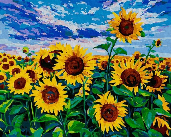 Moteriškas piešimas su skaičiais tapyba pagal numerius -   Saulėgrąžų laukas 40x50 cm + Medinis Rėmas