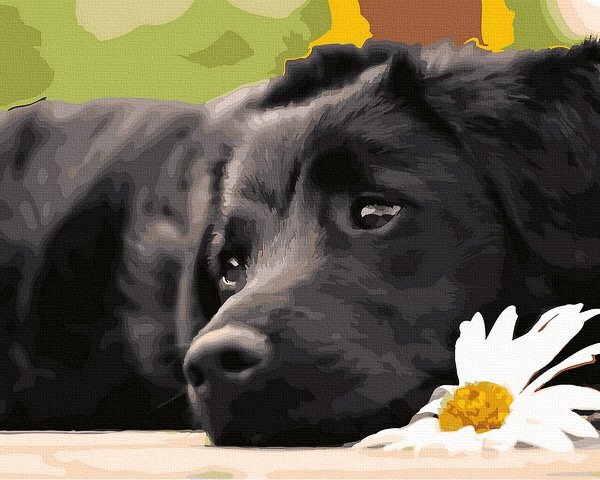 piešimas su skaičiais tapyba pagal numerius -   Šuo su Daisy 40x50 cm + Medinis Rėmas
