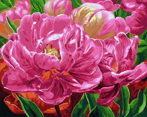 Moteriškas piešimas su skaičiais tapyba pagal numerius -   Pink Peony Delight 40x50 cm + Medinis Rėmas