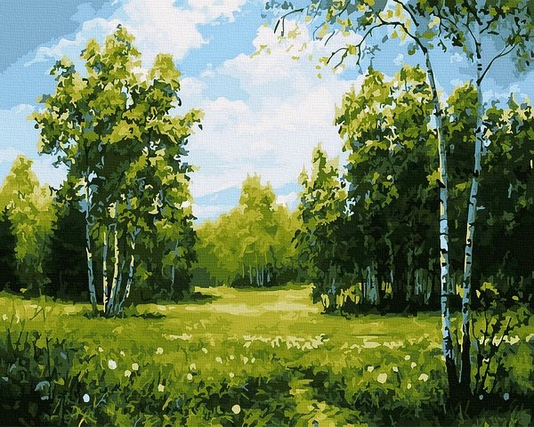 Neutralus  piešimas su skaičiais tapyba pagal numerius -   Saulėtas Beržynas 40x50 cm + Medinis Rėmas