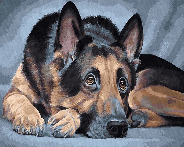 piešimas su skaičiais tapyba pagal numerius -   Vokiečių aviganis 40x50 cm + Medinis Rėmas