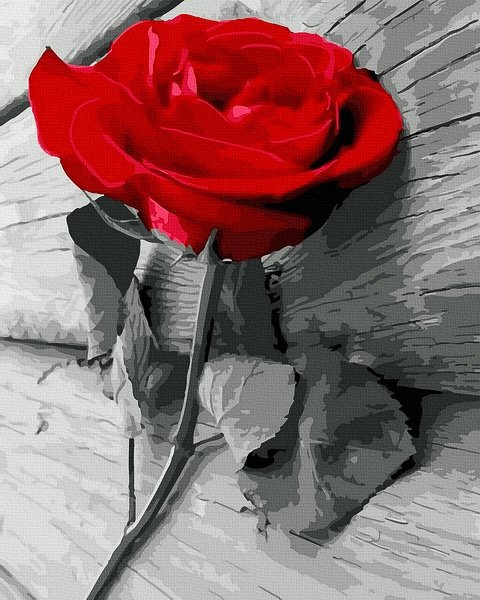 Moteriškas piešimas su skaičiais tapyba pagal numerius -   Scarlet Rose 40x50 cm + Medinis Rėmas